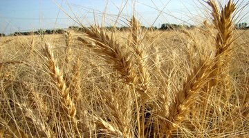 بررسی مشکلات کشت گندم دیم در کشور/تعیین بافت خاک و ضرایب رطوبتی