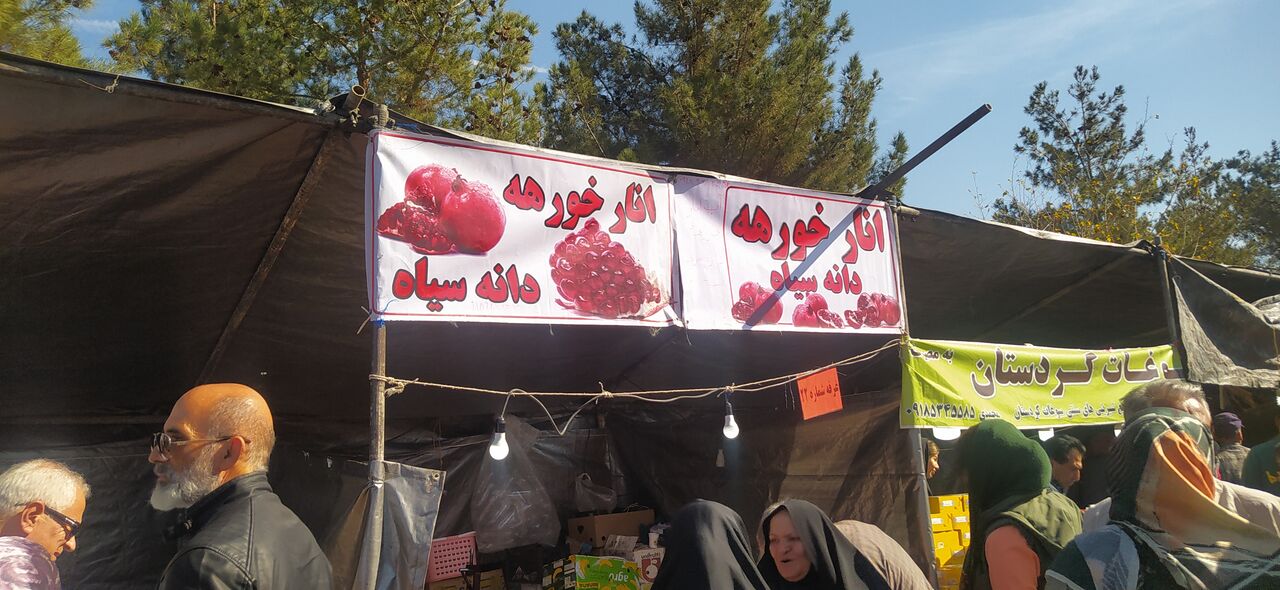 فیلم | جشنواره شکرگزاری برداشت انار روستای خورهه محلات