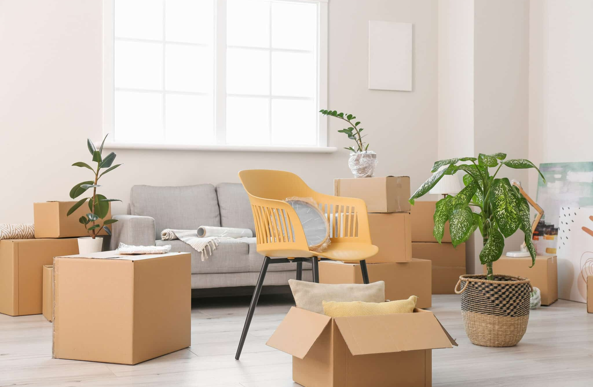 نکات کلیدی برای جابهجایی گیاهان آپارتمانی در اسباب کشی