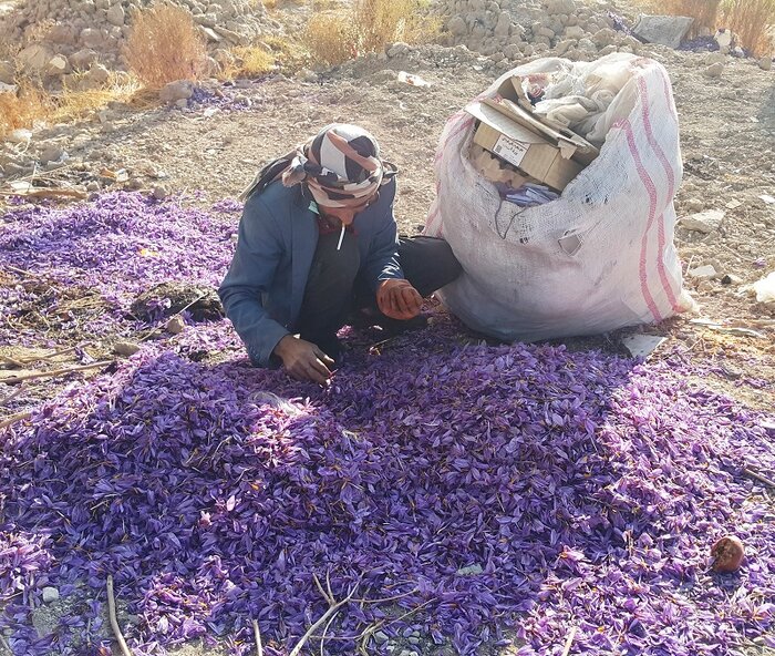 جدا کردن کلاله از گلبرگ با دستانی آلوده توسط یک زباله گرد