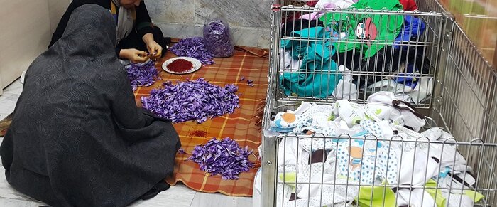 چیدن بال پرواز زعفران ایرانی با "پَرکَنی" سنتی