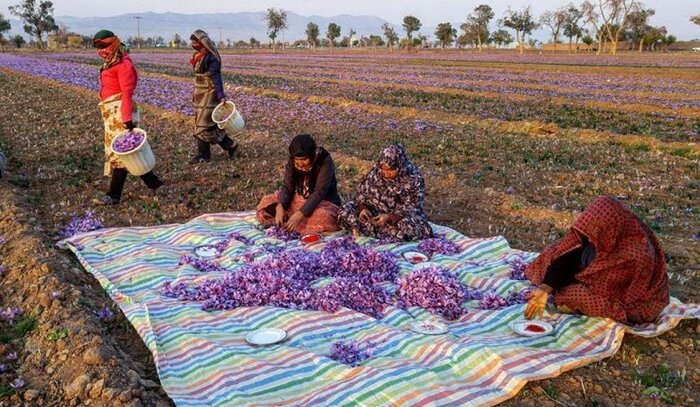 چیدن بال پرواز زعفران ایرانی با "پَرکَنی" سنتی