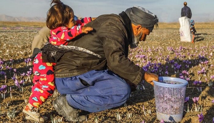 چیدن بال پرواز زعفران ایرانی با "پَرکَنی" سنتی