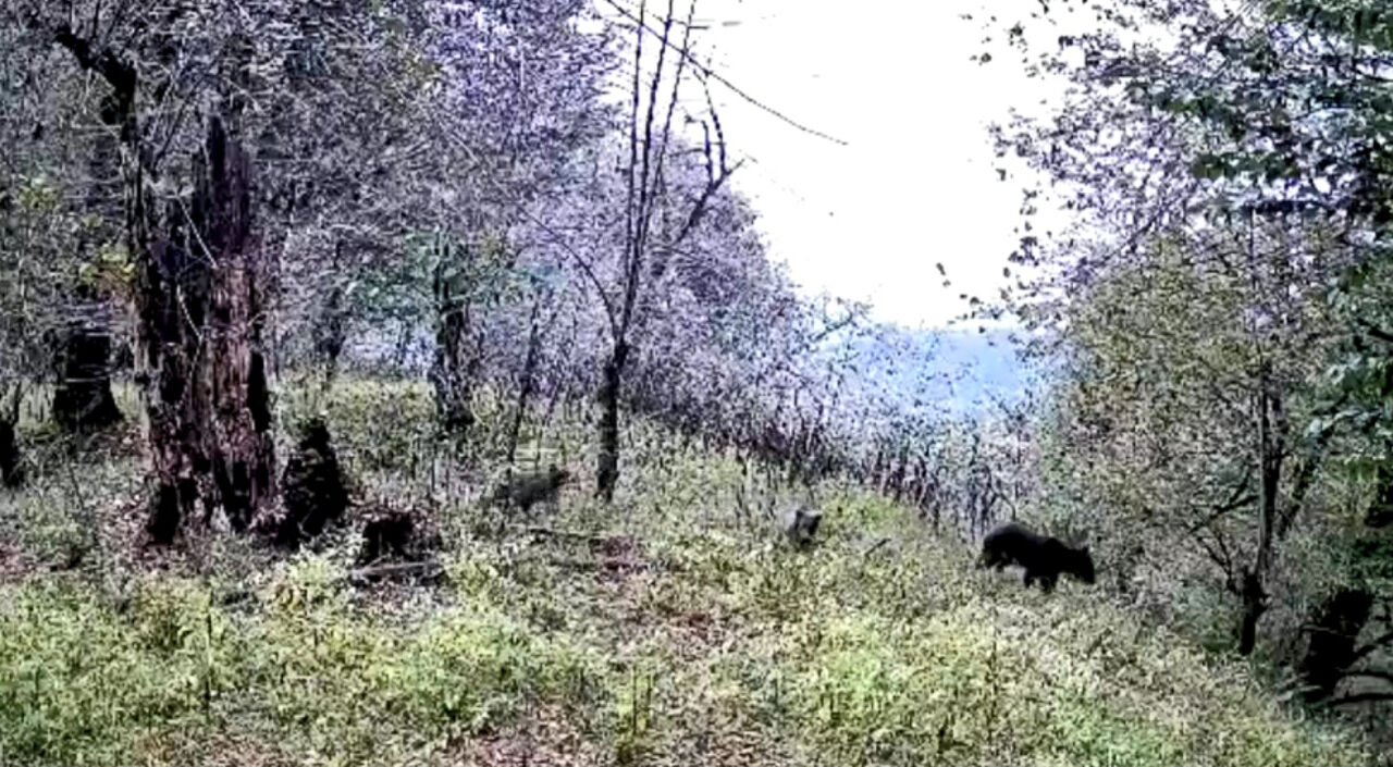 فیلم/ مشاهده یک قلاده خرس قهوه‌ای به همراه توله در گیلان