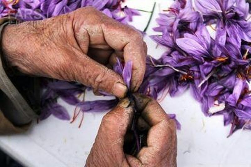 چیدن بال پرواز زعفران ایرانی با "پَرکَنی" سنتی+فیلم چیدن بال پرواز زعفران ایرانی با "پَرکَنی" سنتی+فیلم