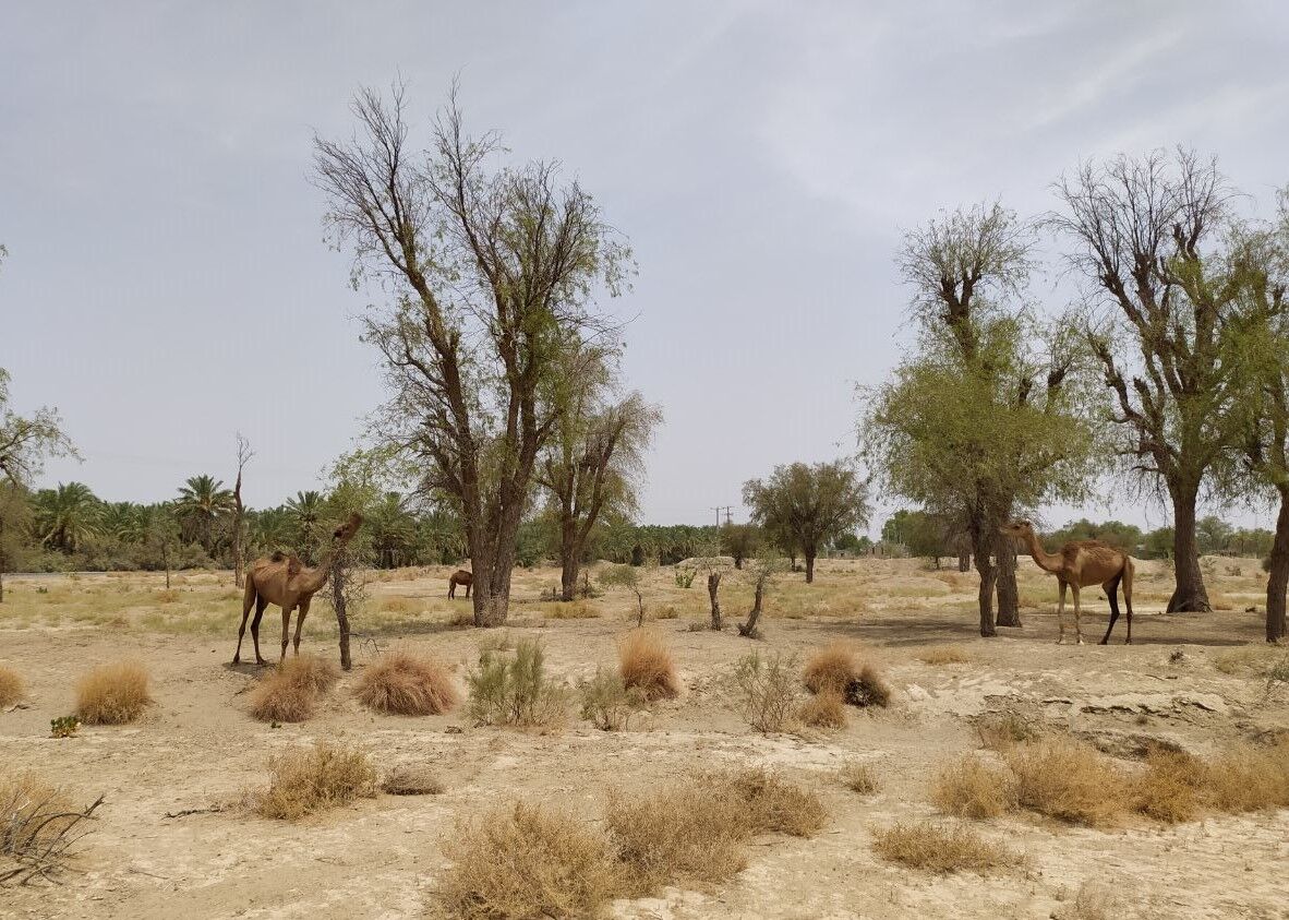خطر انقراض شترداری در جنوب کرمان
