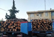باند قاچاق چوب در جنوب کرمان متلاشی شد/بازداشت سه کارمند منابع‌طبیعی جیرفت