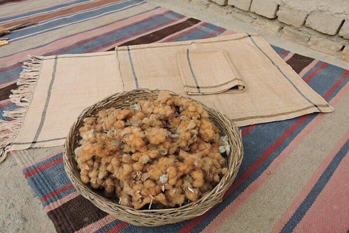 مَله خوسف؛ پنبهای خوشیمن به بلندای فرهنگ یک دیار