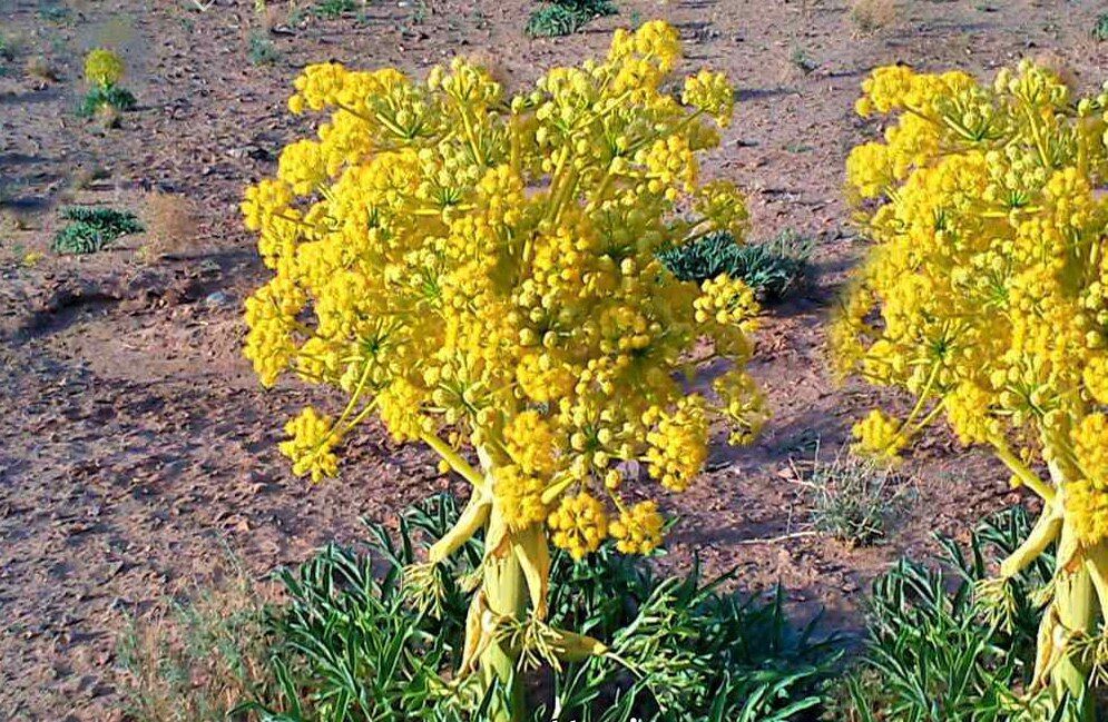 گیاه دارویی "آنغوزه" در جغتای خراسان رضوی کشت شد