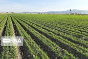 طرح ارتقا کیفی گندم آبی در ۲۵۰ هکتار از مزارع قزوین اجرا شد