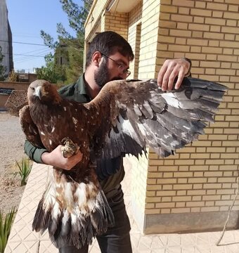تیمار یک عقاب طلایی با شاهپرهای بریده در سرچهان فارس