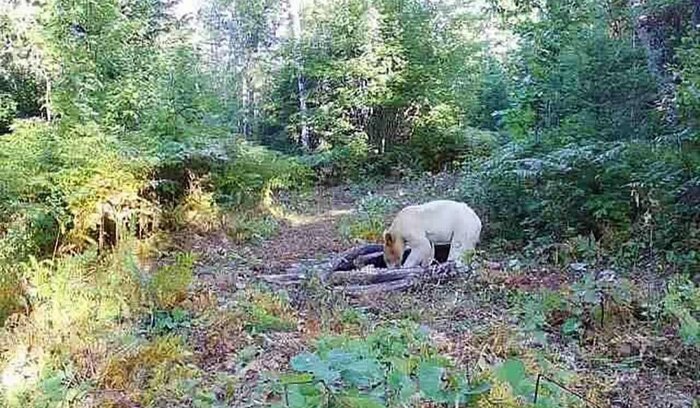 پرسه خرس قطبی در جنگل‌های مازندران واقعیت دارد؟