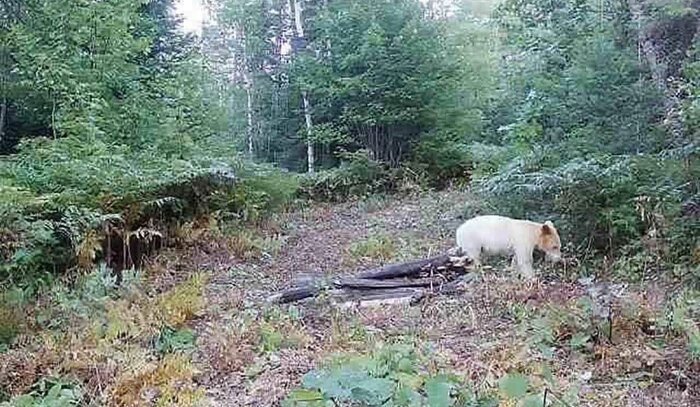 پرسه خرس قطبی در جنگلهای مازندران واقعیت دارد؟