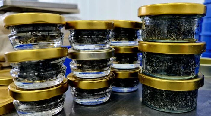 مروارید سیاه در دی شیخ / سوگلی شیلات کهگیلوی و بویراحمد + فیلم