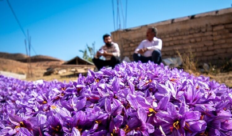 افزایش ۱۵ درصدی تولید زعفران در ملایر