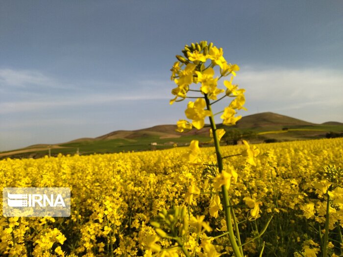 برخی کشاورزان کهگیلویه و بویراحمد: نهاده های یارانه دار به ما نمی رسد +پاسخ مسوولان