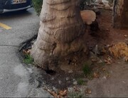 توضیحات شهرداری تهران در خصوص جابجایی درختان در طرح عمرانی بزرگراه بسیج - محلاتی