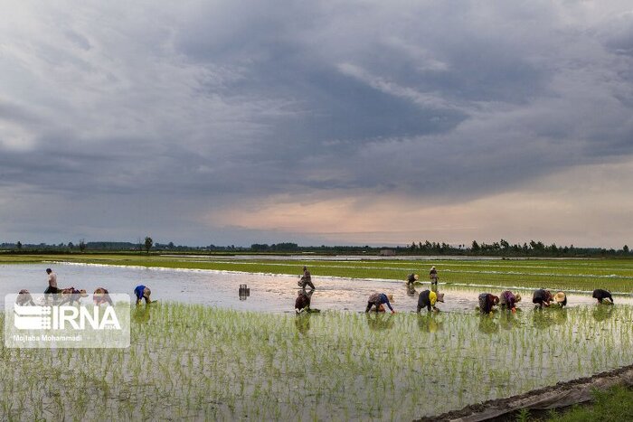 تجهیز و یکپارچه سازی شالیزارها؛ مسیرِ گذر از برنجکاری سنتی