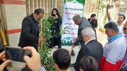 دوستدار محیط زیست در بوشهر ۲۰۰ نهال غرس کرد