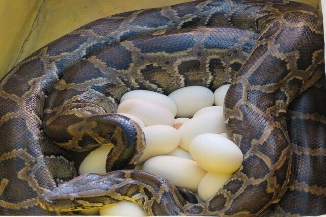 مشاهده مار پیتون در سطل زباله آمل؛ ماجرا چیست؟ +فیلم