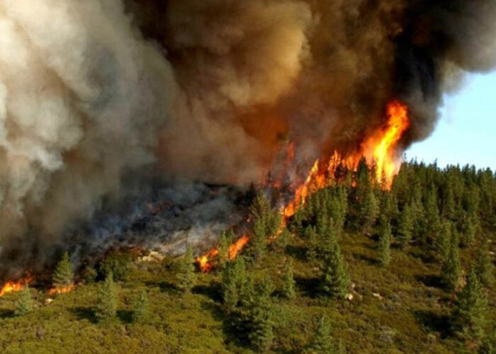 جنگل های ۲ هزار تنکابن آتش گرفت