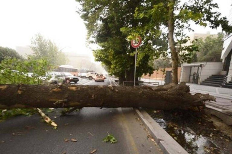وزش باد شدید موجب سقوط ۶ درخت در رشت شد