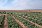 ۲۲۸ هزار نهال برای طرح «کاشت یک میلیارد درخت» در آق‌قلا غرس می‌شود