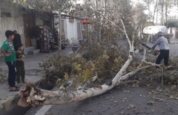 بادهای موسمی در کمین درختان تهران/شهرداری دست بکار شد