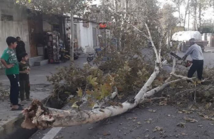 باد شدید باعث سقوط ۶۰ اصله درخت در گلستان شد