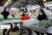 ۷۶ فقره طرح صنعتی در بوشهر در دست اجرا است