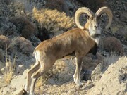 جمعیت پستانداران علفخوار پارک ملی "تندوره" ۱۵ درصد افزایش یافته است
