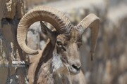 فیلم | قوچ و میش «اصفهان» از گونه‌های اصلی پارک ملی و پناهگاه حیات وحش «موته»