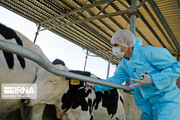 واکسیناسیون رایگان بیش از ۳ میلیون رأس دام استان بوشهر انجام شد