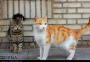 علوم پزشکی خراسان شمالی: مردم مراقب هاری گربه‌ باشند