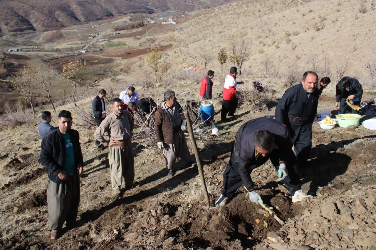 بذر درختان جنگلی در سه هکتار از کوه داشامجید مهاباد کاشته شد