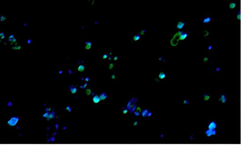 ساخت رباتهای زیستی برای پاکسازی خُردپلاستیکها از دریا