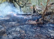 آتش‌سوزی سطحی در عرصه‌های جنگلی رشت و تالش ادامه دارد