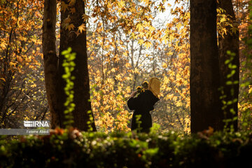 Beauties of fall in Tehran