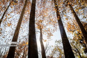 Beauties of fall in Tehran