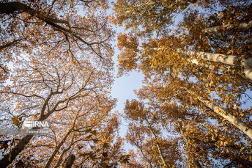 Beauties of fall in Tehran