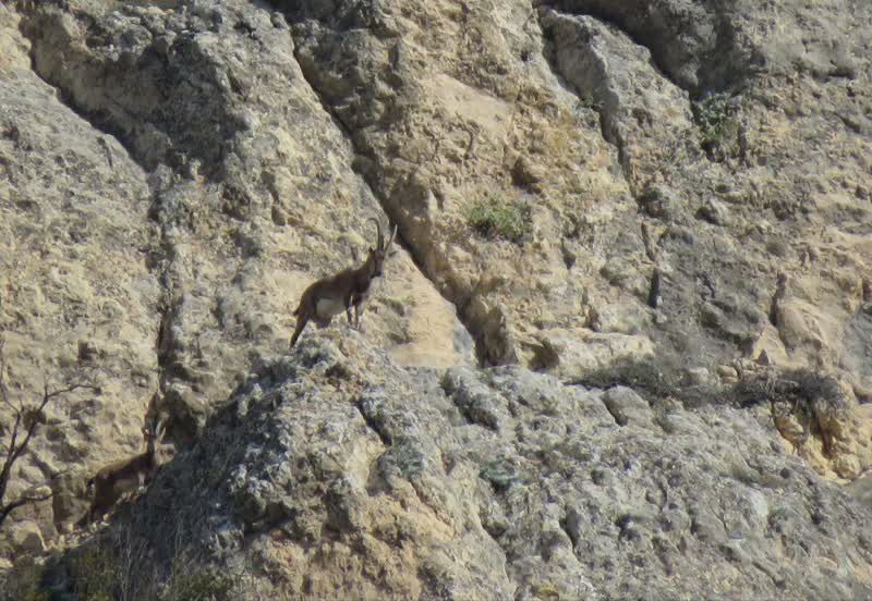 جلوگیری از ساخت و سازهای غیرمجاز پارک ملی خجیر منجر به حفظ گونه های زیستی میشود