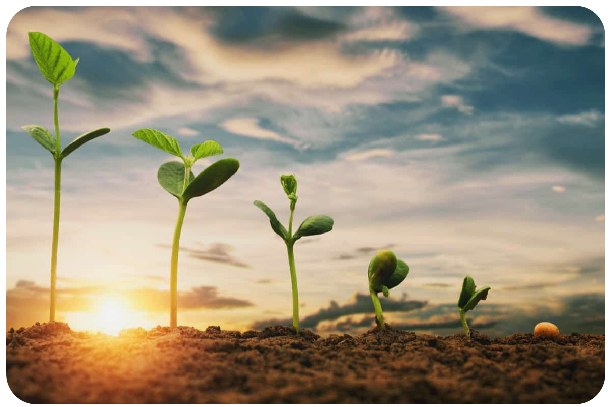 گیاهان چگونه منشاء نور را شناسایی میکنند؟