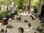 «موذی»؛ مستندی درباره برخورد انسان‌ها با حیوانات شهری
