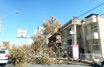 وزش باد شدید موجب ایجاد اختلال و شکستگی درختان در ارومیه شد