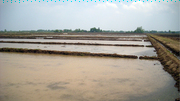 چالش یکهزارو ۷۰۰ سردهنه های  سنتی رودخانه ها برای کشاورزی مازندران