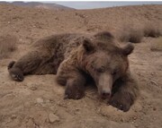 خرس قهوه‌ای در تصادفی در جاده شاهرود- آزادشهر تلف شد