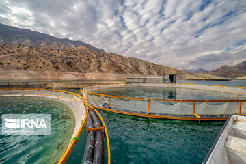 ظرفیت تولید سالانه ۲۰۰ میلیون تخم چشم‌زده ماهی قزل‌آلا در اصفهان وجود دارد