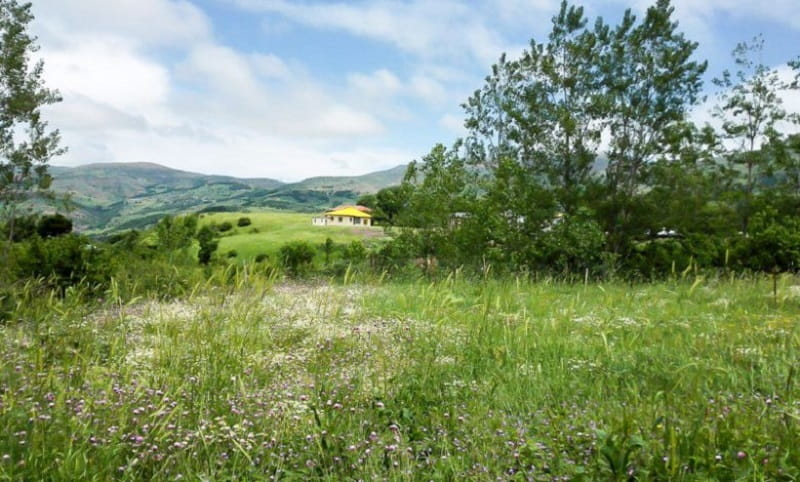 روستای داماش گیلان؛ زیستگاه گل سوسن چلچراغ