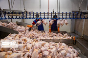 خریداری ۳۵ هزار تن گوشت مرغ تولید داخل