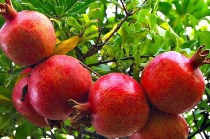 «سوغات پاییزی سمنان» از پاتوقهای شبچره تا صادرات به اروپا